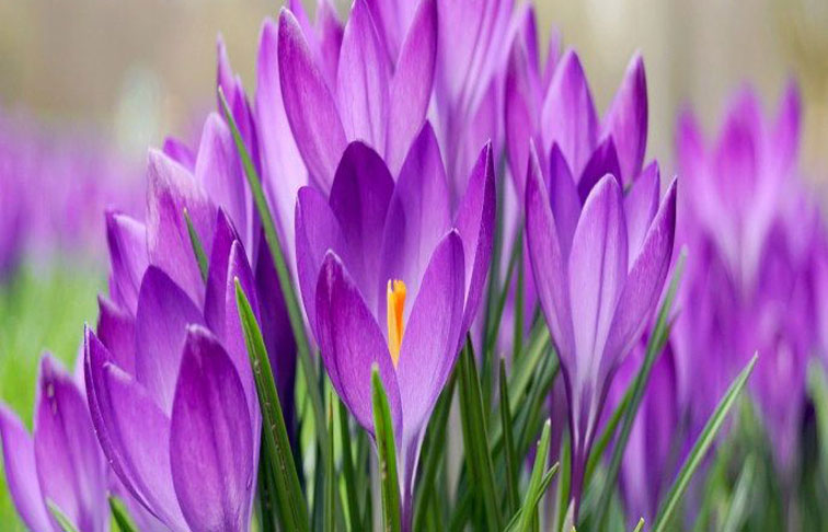 Bloomed purple crocuses with green leaves and yellow stamens